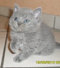 Super süßes Selkirk Rex Katerchen