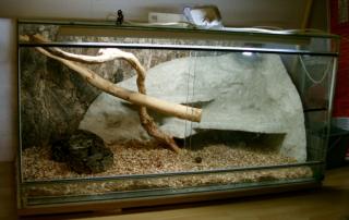 0. 1 Boa Constrictor 1, 60 m 2 Jährig mit Vollglas-Terrarium