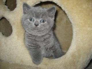 Kartäuserkitten