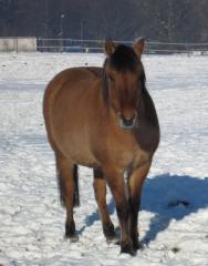 Biete Reitbeteiligung an Ponystute ca. 145cm in DO-Lanstrop