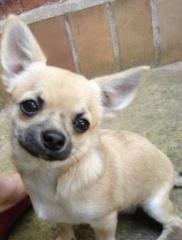 Supersüßer Chihuahua Rüde mit Papieren