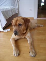 2- jährigen Labrador Rüden