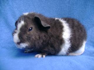 US-Teddymeerschweinchenbaby abzugeben
