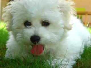 Bichon frise Rüde sucht dringend Deckhündin