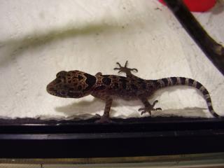R A R I T Ä T Cyrtodactylus papilionoides