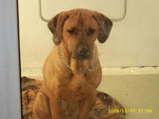 Rhodesian Ridgeback Rüde abzugeben