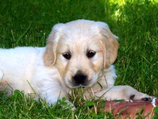 Supersüße Golden Retriever Welpen