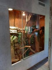 Grüner Leguan Terrarium zu verschenken
