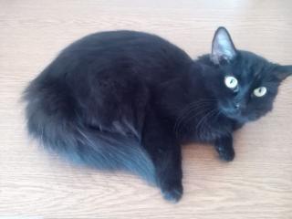 Kleine Norwegische Waldkatze Cleo sucht neues Zuhause