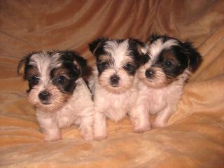 Biewer-Yorkshire-Terrier Welpen kleinbleibend