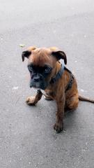 Chiko boxer