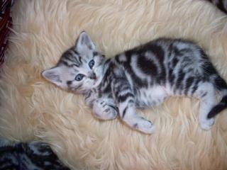NACHWUCHS IM WHISKASLOOK
