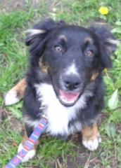 Kinderliebe und lustige Australian Shepherd Welpen mit Papieren