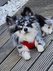 Deckrüde Chihuahua Silber Merle