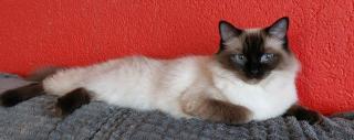 Original Ragdoll Kätzinnen Tessa und Iani suchen