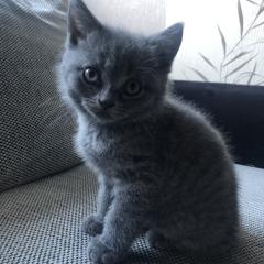 Britisch Kurzhaar Kitten