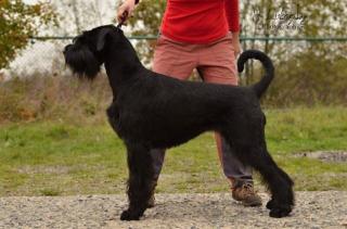 Riesenschnauzer
