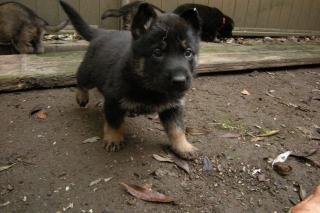 Schäferhundewelpen top Leistungszucht/gerade Rücken
