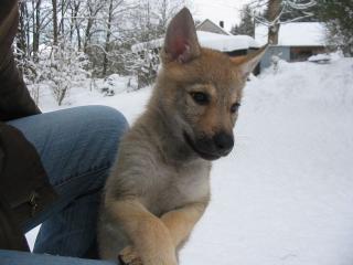 Tschechoslowakischer Wolfshund
