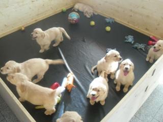 9 süße Golden Retriever
