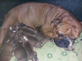 Continental Bulldog-Welpen