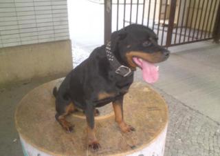 Rottweiler Rüde