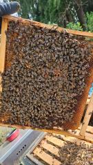 Bienenvolk, Wirtschaftsvolk