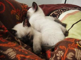 Reinrassige Siam Kätzchen Kitten Old School Thai