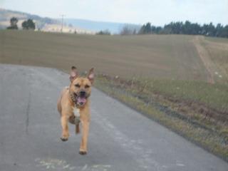 Stafford-Labrador-Mix Rüde zu Verkaufen