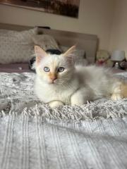Verschmuste Heilige Birma Katzen suchen ein neues Zuhause