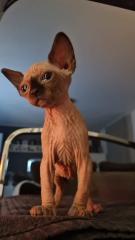 Sphynx Kitten // weiblich