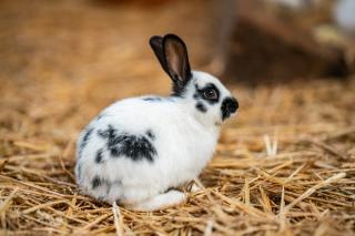 Suche 1 junges kleines Kaninchen