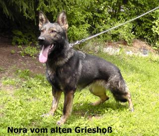Granate für Sport oder Dienst .