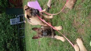 Schäferhundwelpen mit roten SV Papieren