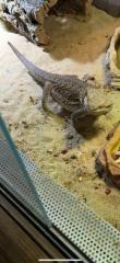 2 Bartagame