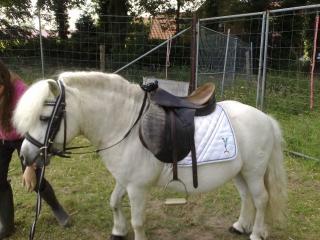 12jähriger Ponyhengst