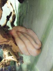 Kükennatter het. albino erdnatter snow