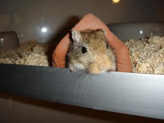 Rennmäuse suchen ein neues Zuhause