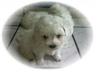 Bichon Frise Welpen