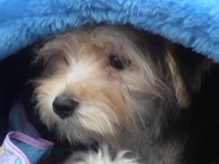 YORKSHIRE TERRIER
