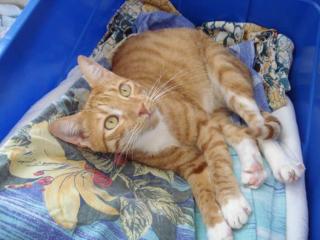 Boss, ausgeglichener, lieber, roter Kater