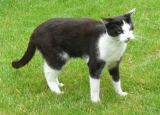 4, 5j Kater in liebevolle Hände abzugeben