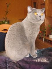 BKH Deckkater in blau