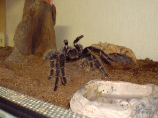 Brachypelma und Lasiodora groß