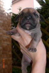 Dogo Canario Welpen
