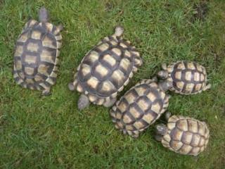 Gruppe Testudo marginata - Breitrandschildkröten