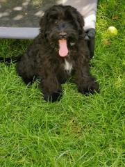 RARITÄT auf vier Pfoten SCHNOODLE BUB