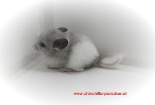 Chinchilla