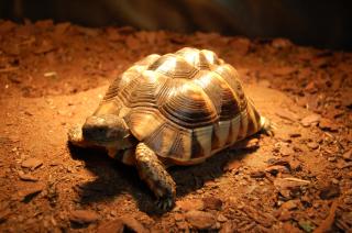 Breitrandschildkröte 6 Jahre männlich