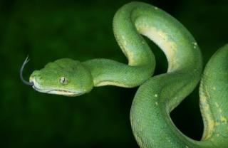 Ein schöner Bock vom Chondropython Virdis 1. 0